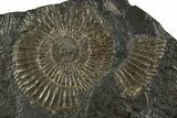 Dactylioceras Ammonite - Posidonia Shale, Germany #228042-1